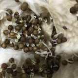 Coriander & Parsley Seeds