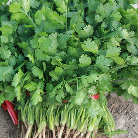 Coriander & Parsley Seeds