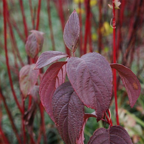 Cornus-alba-Siberian-dogwood-Seeds