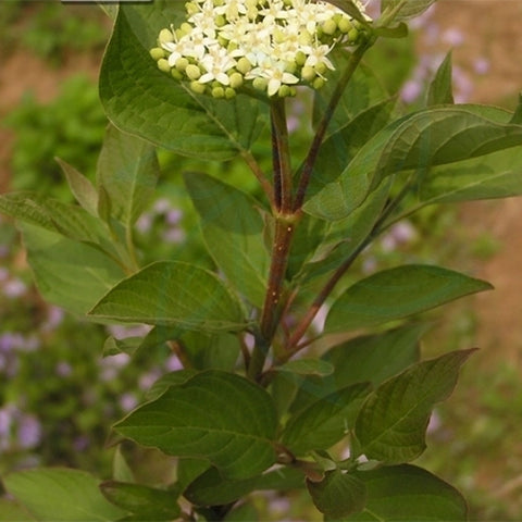 Cornus-alba-Siberian-dogwood-Seeds