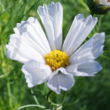 Cosmos-Bipinnata-Cosmos-Seeds