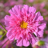 Cosmos-Bipinnata-Cosmos-Seeds