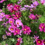 Cosmos-Bipinnata-Cosmos-Seeds