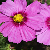 Cosmos-Bipinnata-Cosmos-Seeds