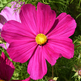 Cosmos-Bipinnata-Cosmos-Seeds