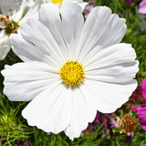 Cosmos-Bipinnata-Cosmos-Seeds