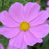 Cosmos-Bipinnata-Cosmos-Seeds