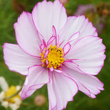 Cosmos-Bipinnata-Cosmos-Seeds