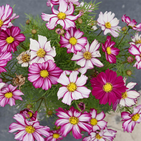 Cosmos-Bipinnata-Garden-Cosmos-Seeds
