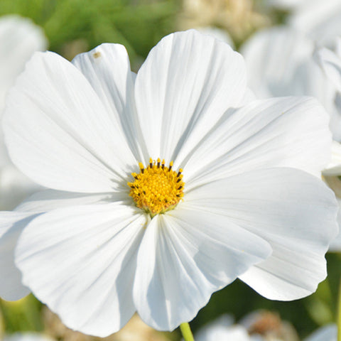 Cosmos Bipinnata & Garden Cosmos Seeds