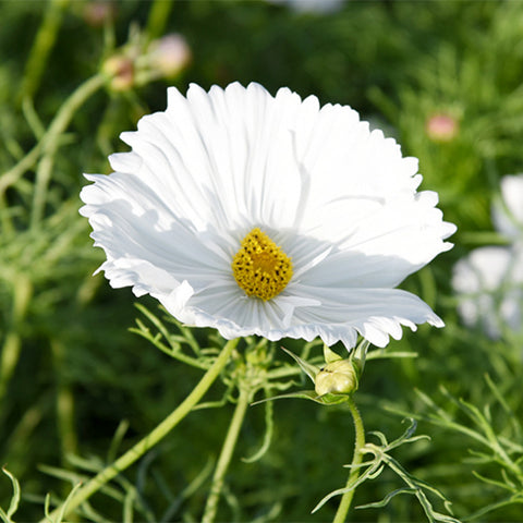 Cosmos-Bipinnata-Seeds