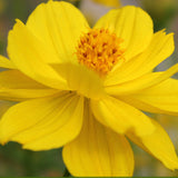 Cosmos Sulphurea & Sulphur Cosmos Seeds