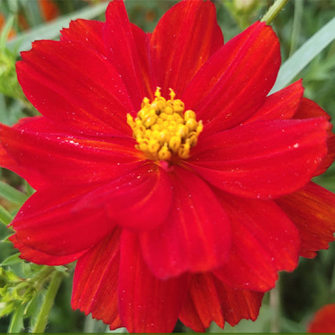 Cosmos Sulphurea & Sulphur Cosmos Seeds