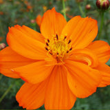 Cosmos Sulphurea & Sulphur Cosmos Seeds