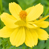 Cosmos Sulphurea & Sulphur Cosmos Seeds