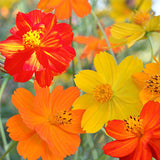 Cosmos Sulphurea & Sulphur Cosmos Seeds