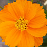 Cosmos Sulphurea & Sulphur Cosmos Seeds