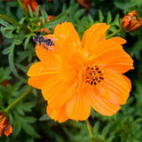 Cosmos-Sulphureus-Cosmos-Seeds