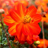 Cosmos-Sulphureus-Cosmos-Seeds