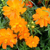 Cosmos-Sulphureus-Cosmos-Seeds