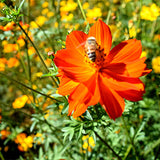 Cosmos-Sulphureus-Cosmos-Seeds