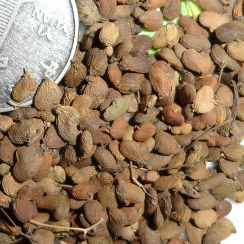 Cotinus-coggygria-European-smoketree-Seeds