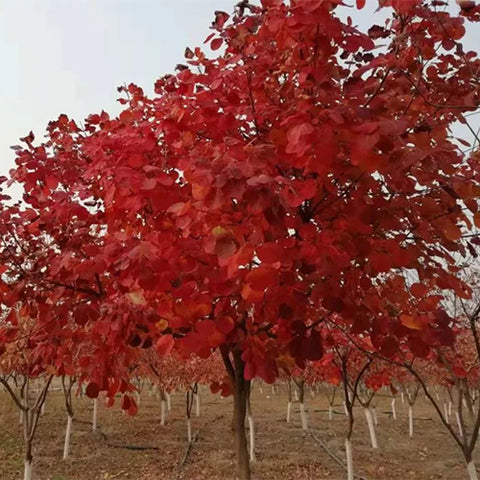 Cotinus-coggygria-European-smoketree-Seeds
