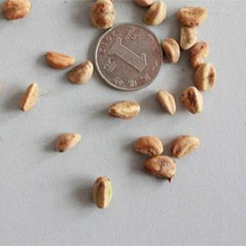 Crataegus pinnatifida & Mountain hawthorn Seeds