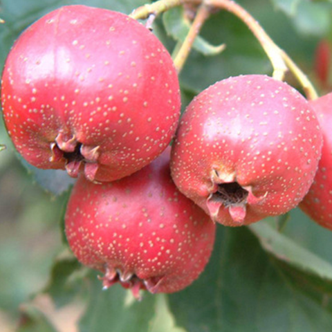 Crataegus pinnatifida & Mountain hawthorn Seeds