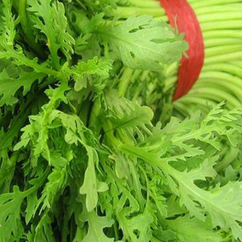 Crown Daisy & Chrysanthemum Coronarium Seeds