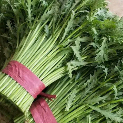 Crown Daisy & Chrysanthemum Coronarium Seeds