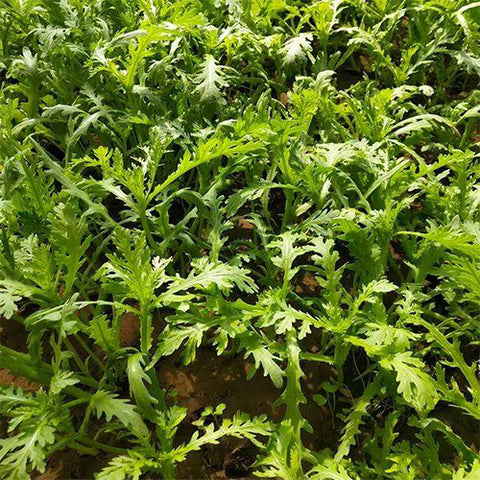 Crown Daisy & Chrysanthemum Coronarium Seeds