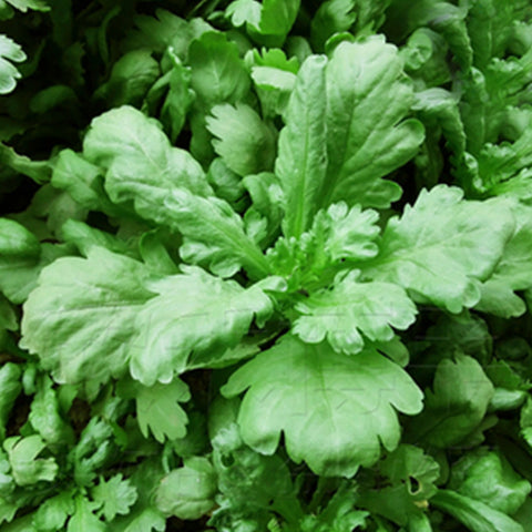 Crown Daisy & Chrysanthemum Coronarium Seeds