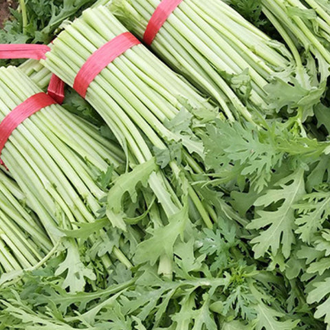 Crown Daisy & Chrysanthemum Coronarium Seeds