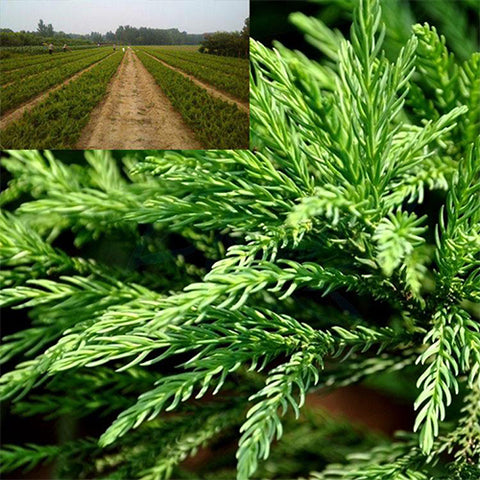 Cryptomeria fortunei & Cryptomeria Seeds