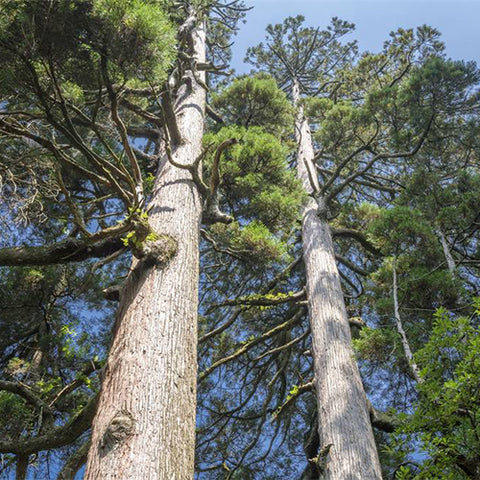 Cryptomeria fortunei & Cryptomeria Seeds