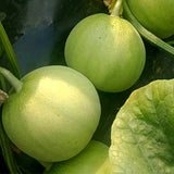 Cucumis-Melo-Green-Muskmelon-Seeds