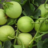 Cucumis-Melo-Green-Muskmelon-Seeds