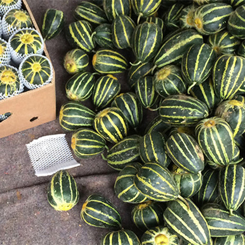 Cucumis-Melo-Green-Muskmelon-Seeds