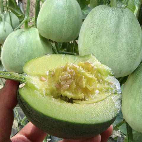 Cucumis-Melo-Green-Muskmelon-Seeds