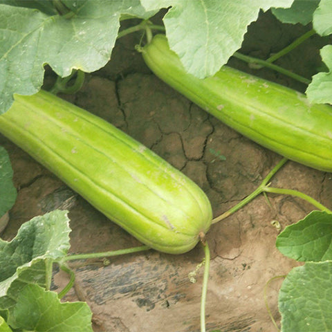 Cucumis-Melo-Snake-Melon-Seeds
