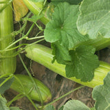 Cucumis-Melo-Snake-Melon-Seeds
