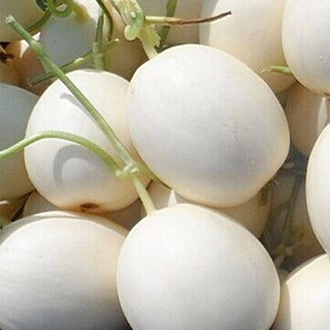 Cucumis-Melo-White-Muskmelon-Seeds