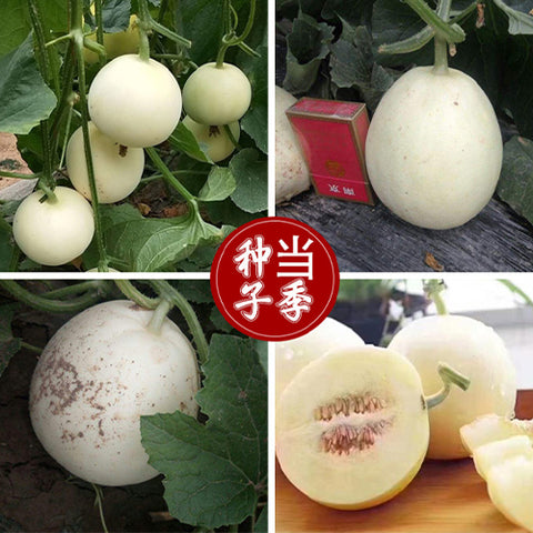 Cucumis-Melo-White-Muskmelon-Seeds