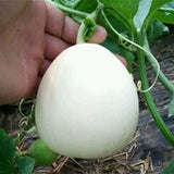 Cucumis-Melo-White-Muskmelon-Seeds