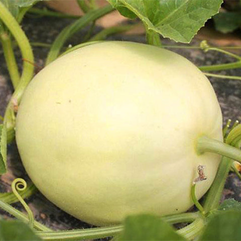 Cucumis-Melo-White-Muskmelon-Seeds