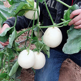 Cucumis-Melo-White-Muskmelon-Seeds