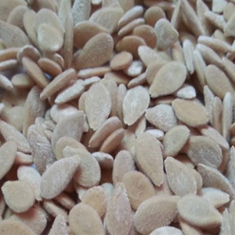 Cucumis-metuliferus-Horned-melon-Seeds