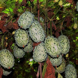 Cucumis-metuliferus-Horned-melon-Seeds