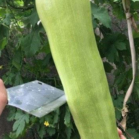 Cucurbita Kangua Seeds